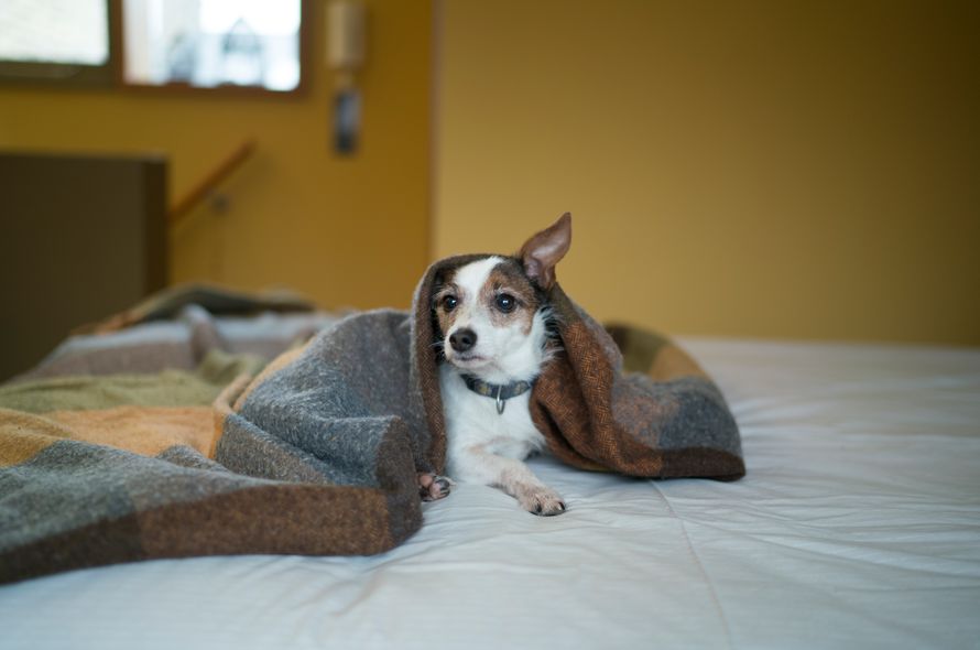 Stress blanket for online dogs
